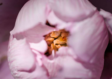 Macro of a peony