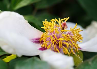Macro of a peony