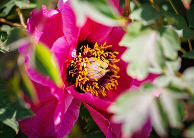 Macro of a peony