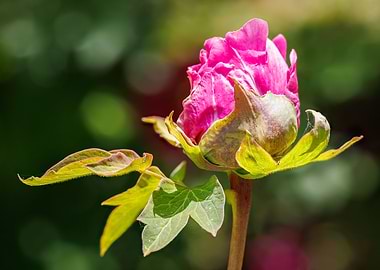 Macro of a peony