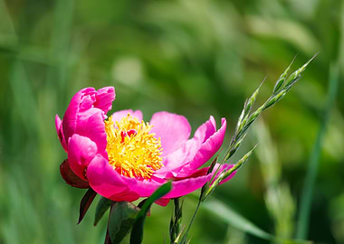 Macro of a peony