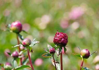 Macro of a peony