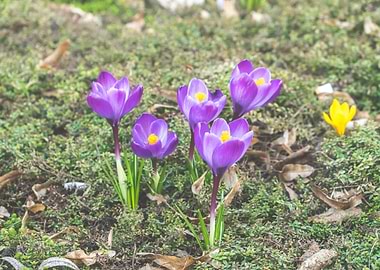 Crocus flowers in spring