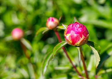Macro of a peony