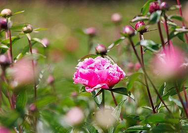 Macro of a peony