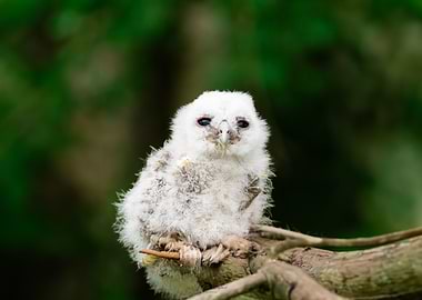 Tawny owlet
