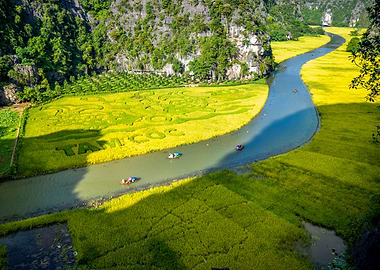 Beauty of ripen rice field