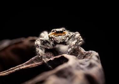 Jumping Spider