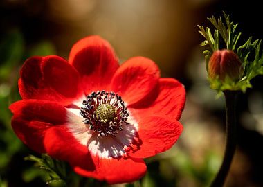 Red flowers,summer anemone