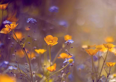 Colorful wildflowers