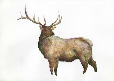 Watercolor painting deer