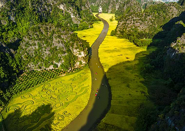 Beauty of ripen rice field