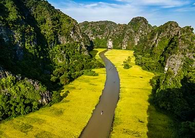 Beauty of ripen rice field