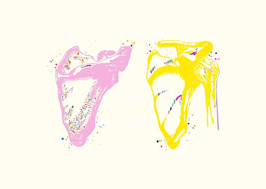 Scapula Clavicle Shoulder