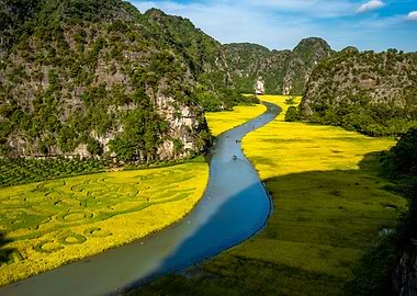 Beauty of ripen rice field