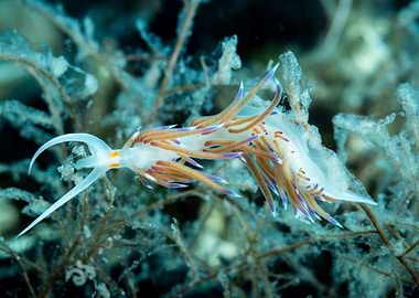 Underwater Nudibranch