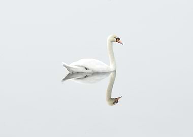 White Swan