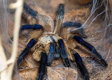 Monocentropus balfouri