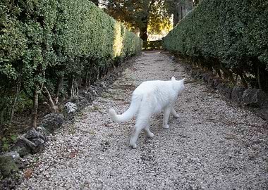 mysterious white cat