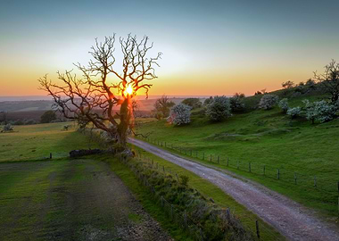 Sunset and an old tree