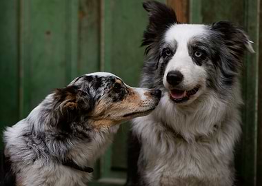 Border Collies