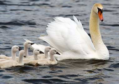 Swan Family