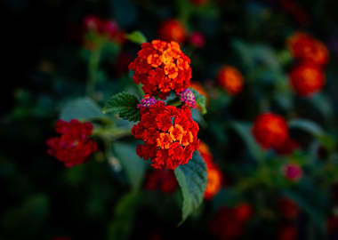 Sunrise Flower
