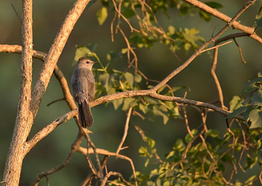 Gray catbird in a tree
