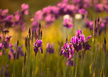 Purple flowers