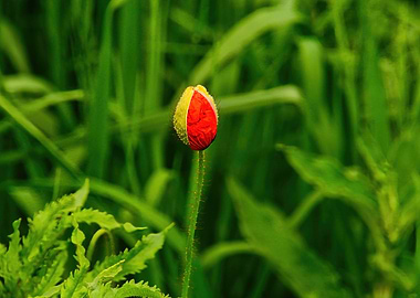 Sleepy Poppy Blossom