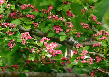 Common Hawthorn Blossom