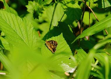 Apatura Metis Butterfly