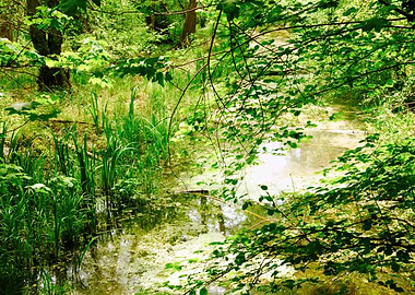 Abundant Wetland Flora
