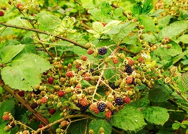 Wild blackberries