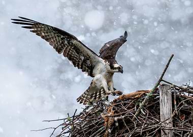 Osprey winter storm