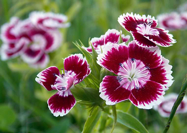 Maroon and white flowers
