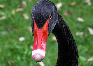 Black Swan
