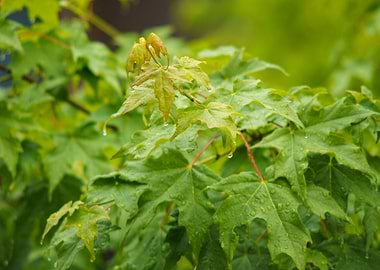 A closeup of maple leaves