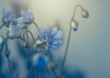 Blooming blue flowers