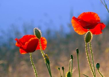 Red poppies at golden hour