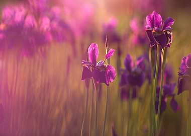 Purple Iris flowers