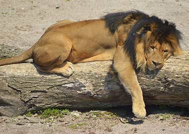 The Lion King sleeps