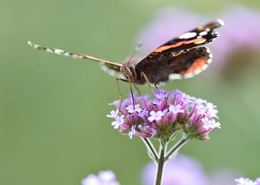 The butterfly is foraging