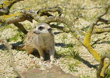 Meerkat the sentinel