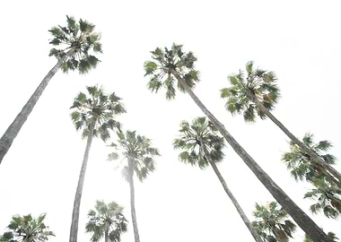 Under the Palm Trees