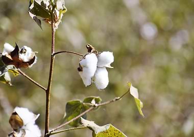 Cultivation of cotton