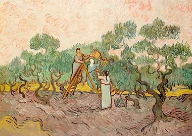 Women Picking Olives