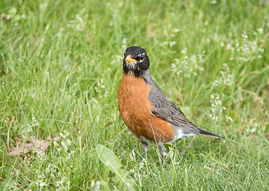 American robin in grass