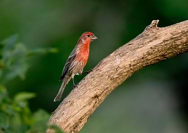 Male house finch perching