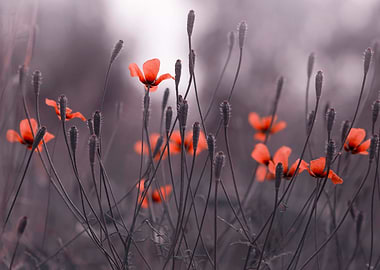 Red poppies